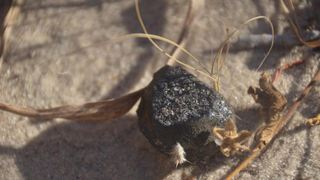 Meteorite Hunters Find Remains of Last Month's Botswana Fireball